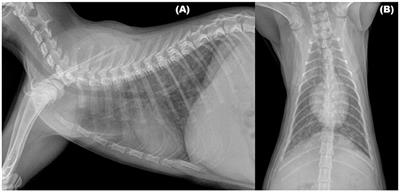 Feline Troglostrongylosis: Current Epizootiology, Clinical Features, and Therapeutic Options